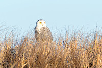 IMG_1268