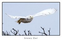 12x18 snowy owl white background