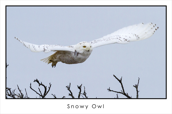 12x18 snowy owl white background